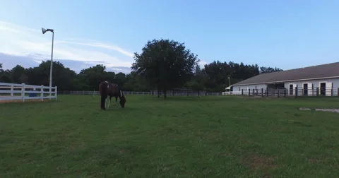 Drone Revolves around Horse in Field in 4K Stock Footage 54073291