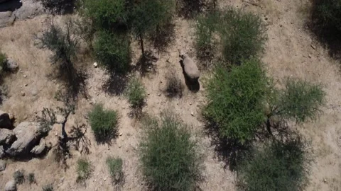 Drone Rhino Stock Footage 193416253