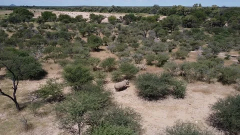 Drone Rhino Stock Footage 193417980
