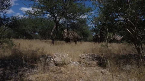 Drone Rhino Stock Footage 193417981