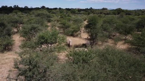 Drone Rhino Stock Footage 193418503