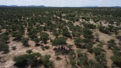 Drone Rhino Stock Footage 193420549