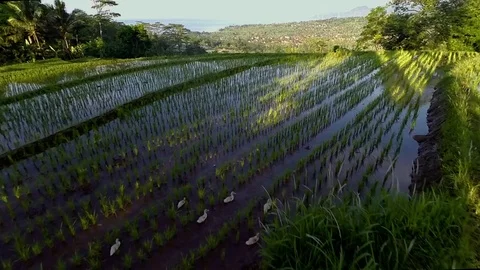 DRONE RICE FIELD 스톡 동영상 75310208