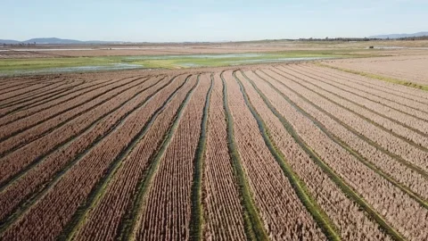 Drone rice fields in Extremadura, Spain Stock Footage 282464568