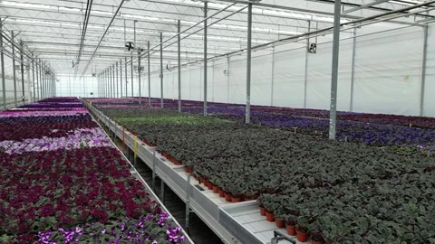 Drone - Right to Left Low Cruise of Flower Beds - High Greenhouses Stock Footage 314227301
