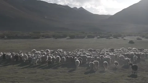 Drone Right to Left Over Ladakh Ground with Sheep Grazing and Sunlit Mountains Stock-Footage 335761747