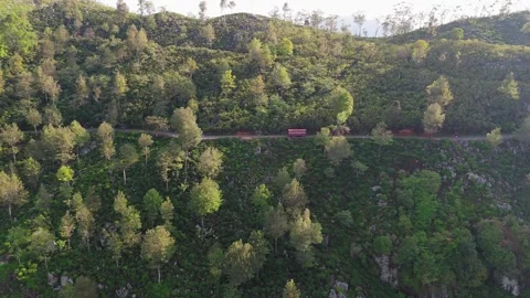 Drone Right-Side Track of Bus Moving Uphill Through Tea Fields &amp; Silver Oaks Stock Footage 322186128