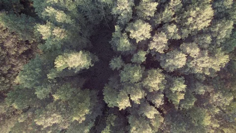 Drone rise above the trees Video stock 114416940