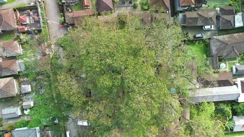 Drone Rise from a Bayan Ancient Tree, Revealing a Village, Bali, Indonesia Stock Footage 346799034