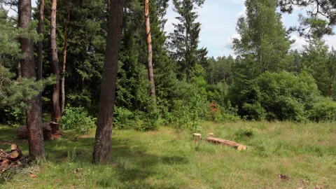Drone rise in the forest along pine trunks from the ground to the tops  Stock Footage 135523919