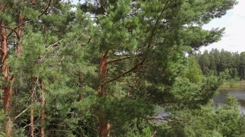 Drone rise in the forest along pine trunks from the ground to the tops Stock Footage 135524379