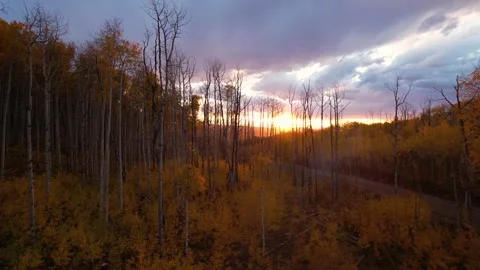 Drone Rise Over Aspen Trees to Orange Sunset Epic Landscape Vista Scenic Stock Footage 256052766
