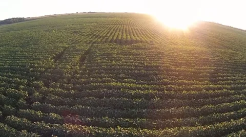 Drone rise over bean field Stock Footage