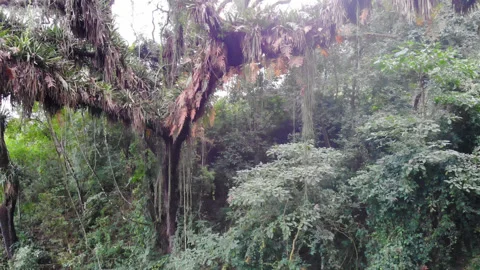 Drone rise-up shot through dense Yungas cloud forest vegetation in Salta Stock Footage 345782401