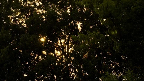 The drone rises above the trees. Stock Footage 107716139