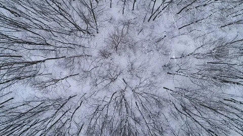 A drone rises above a winter forest. Carpathians, Ukraine. Stock-Footage 124664967