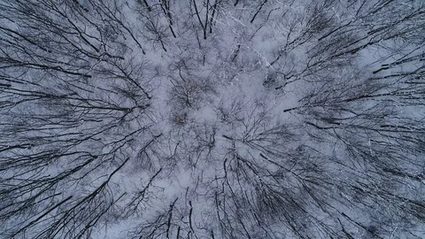 The drone rises above the winter forest in the Carpathians. Video stock 124666822