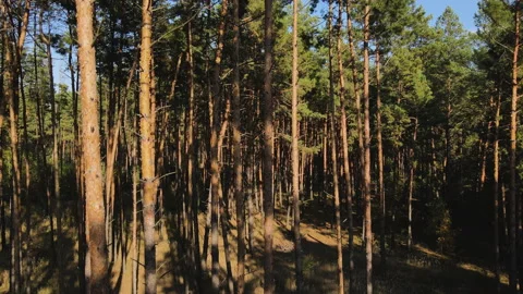 The drone rises from the bottom up in a pine forest. The drone view on pine Stock Footage 163846204