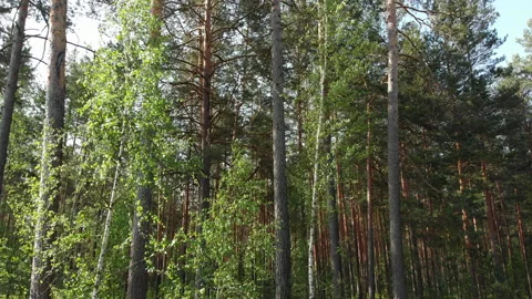 The drone rises in the forest along the pine Stock Footage 132721512