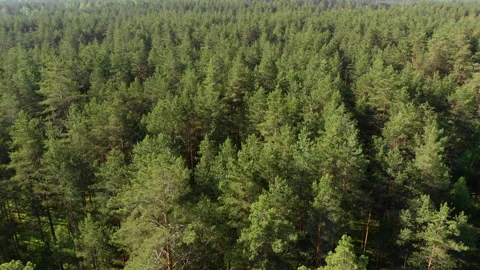 The drone rises in the forest along the pine Stock Footage 132722374