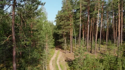 The drone rises in the forest along the pine Stock Footage 132723273
