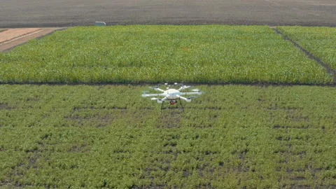 The drone rises over the fields Stock Footage 171067683