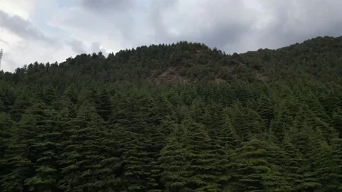 Drone Rises Over Pine Trees Revealing Himalayan Mountain Ranges Video stock 313382311