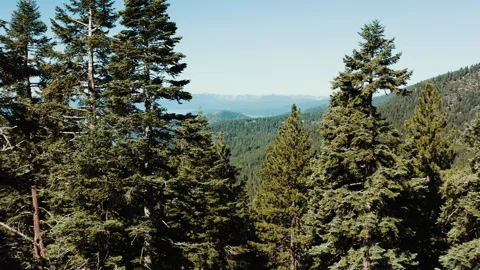 Drone rises over pine trees to reveal Lake Tahoe Video stock 348047492