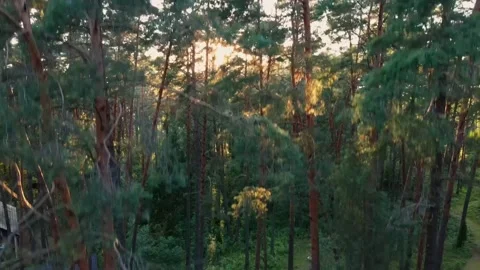 Drone rises up over the trees in the middle of the forest Stockbeeldmateriaal 169870742