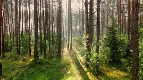 Drone rises up over the trees in the middle of the forest Stockbeeldmateriaal 170141782