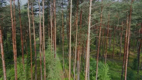 Drone rises up over the trees in the middle of the forest Vidéo 170141823
