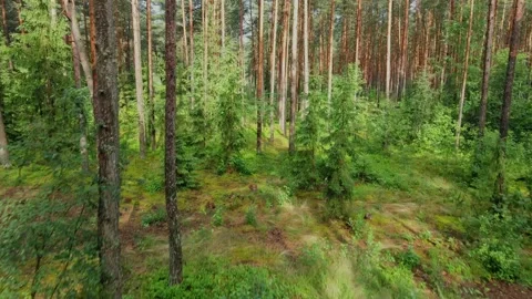 Drone rises up over the trees in the middle of the forest Stock Footage 170142195