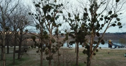 Drone rises over trees with parasite plants in crochets near Danube River 動画素材 108658661