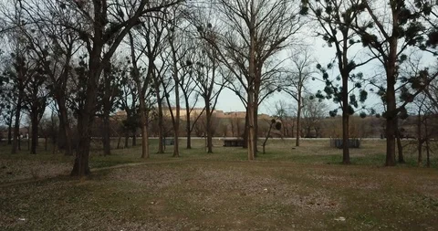 Drone rises over trees with parasite plants in crochets near Danube River 스톡 동영상 108659006