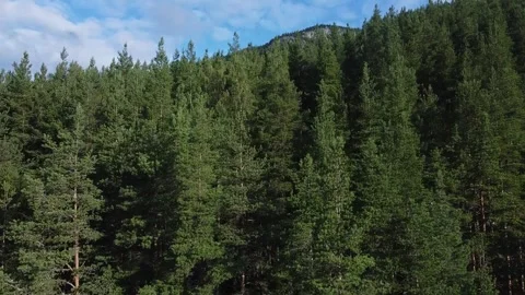 Drone rises to reveal trees, cliffs, mountain valley and blue sky on sunny day 스톡 동영상 301320232