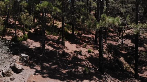 Drone rises from the roots to the tops of the pines, the forest in the mountains Stock Footage 110895346