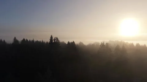 Drone Rises Through Foggy Forest to Reveal Mount St. Helens Stock Footage 345887848