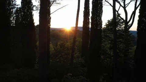 The drone rises up through the trees against the setting sun Video stock 107884519