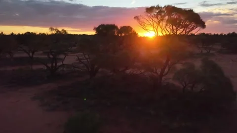 Drone Rises Through Trees Revealing Sunrise in Australian Bush at Roxby Downs Stock Footage 311082094