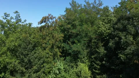 Drone rising above dense forest canopy revealing surrounding landscape Stock Footage 340659175