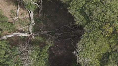 Drone rising above a fallen tree in the forest, Uruguay Stock Footage 341678709