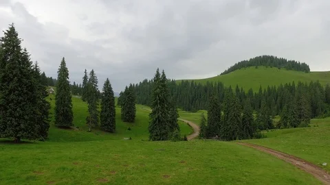 Drone Rising Above Forest Mountain Region Covered in Green Pine Trees 스톡 동영상 128302252