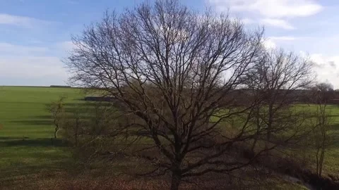 Drone rising above giant tree with village view Stock Footage 301469589