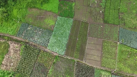 Drone Rising Above Patchwork Vegetable Fields on Zunil Volcano Stock Footage 343579218
