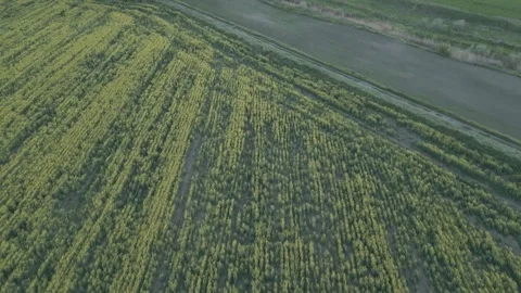 Drone Rising Above Rapeseed Field Revealing Rural Landscape Stock Footage 341767047