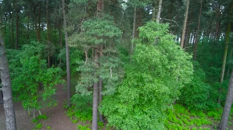 Drone Rising above Tree Tops Stock Footage