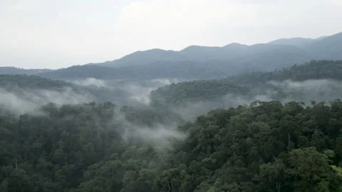 Drone rising above trees in dense jungle near mountains and fog Stock Footage 276500736