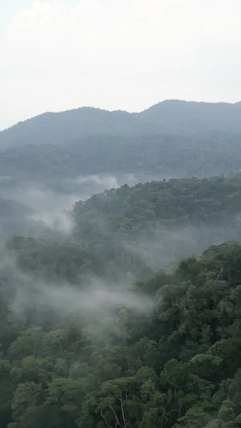 Drone rising above trees in dense jungle near mountains and fog Video stock 278246829