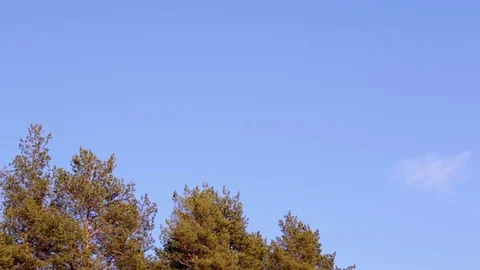 Drone rising above treetops Stock Footage 74732667