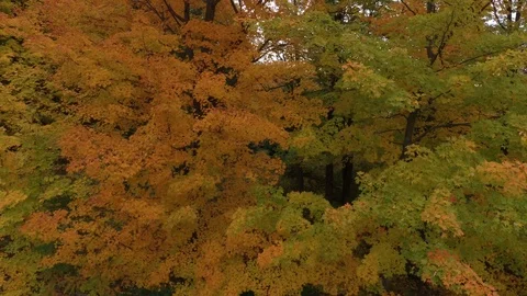 Drone rising along tall broadleaf trees that are changing their colors Stock Footage 119178787